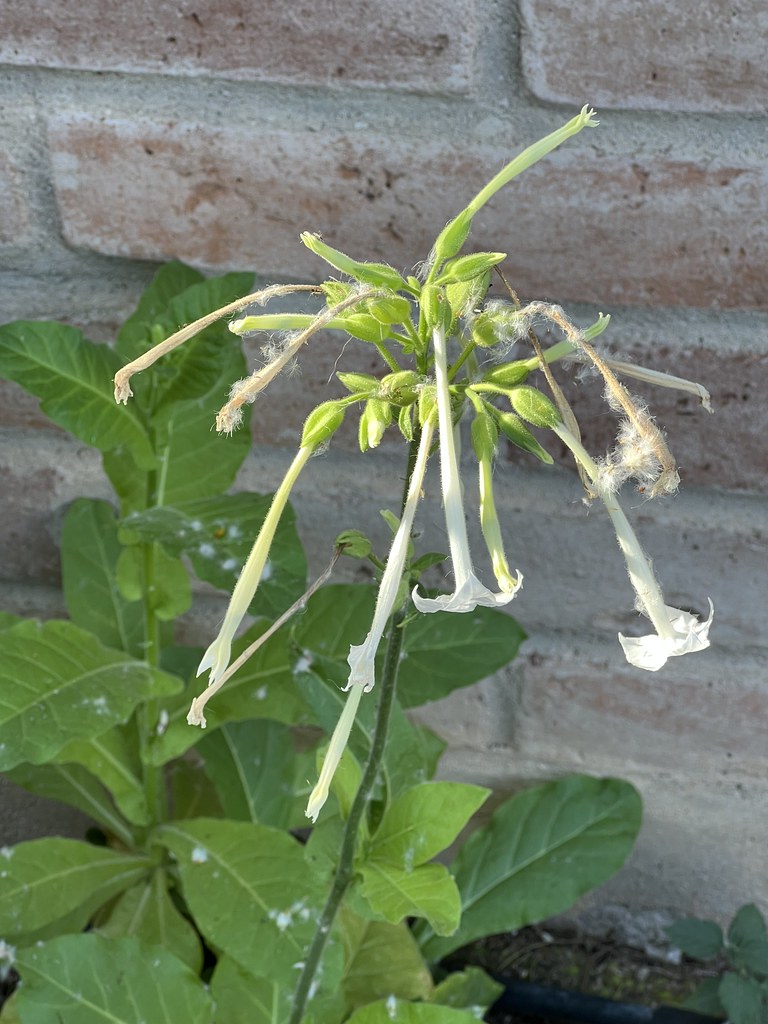 Tobacco Flowers With Windblown Seeds Chic Bee Flickr