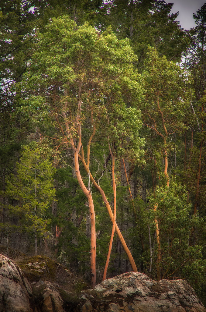 IMGP4397EditEdit.jpg Arbutus Trees, Vancouver Island, BC… Flickr