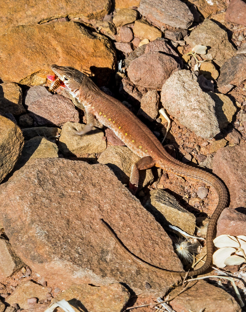 termite eating plain sand lizard (Pedioplanis inornata), o… Flickr