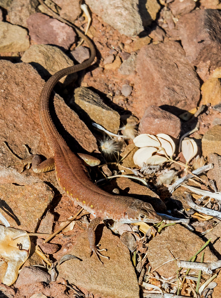 termite eating plain sand lizard (Pedioplanis inornata), o… Flickr