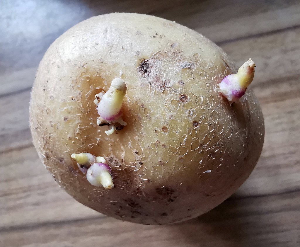 Potato Buds Dead Ahead! Evasion Action? Eye, Eye Cap’n! Flickr