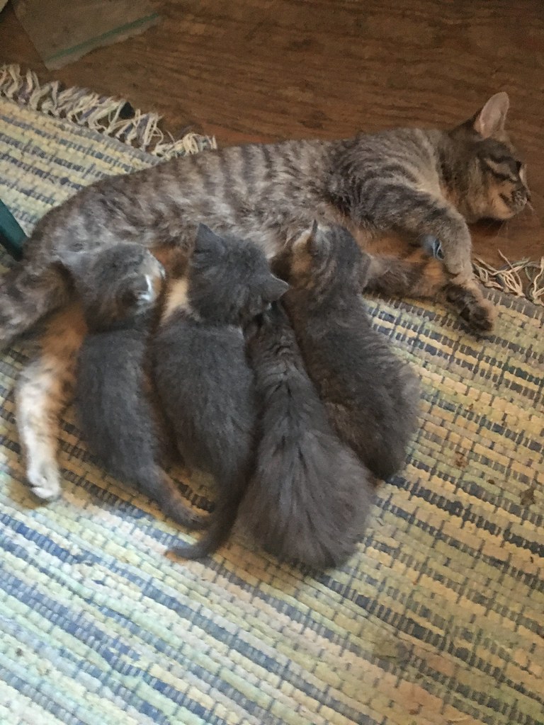 Feral Cat with Kittens This Feral Cat started hanging out … Flickr