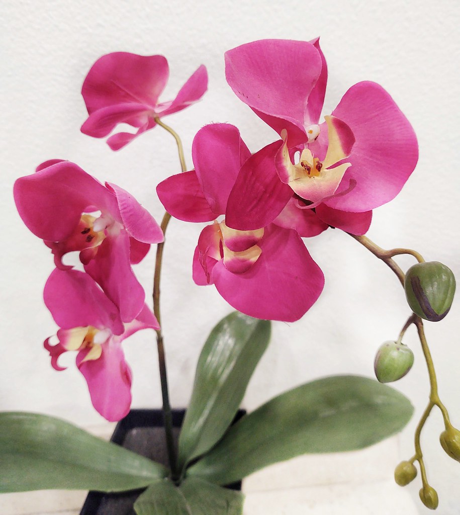 Pink Orchids Captured in the Russellville Park lobby for L… Flickr