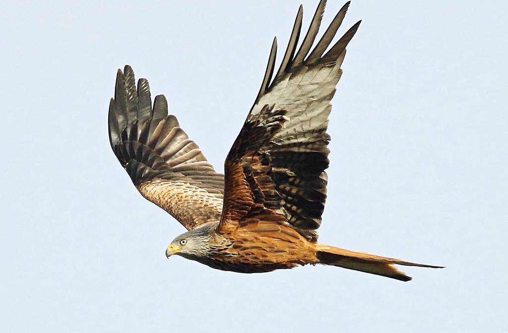 Red Kite. (Explored) Facts ; Red Kites can weigh between 8… Flickr