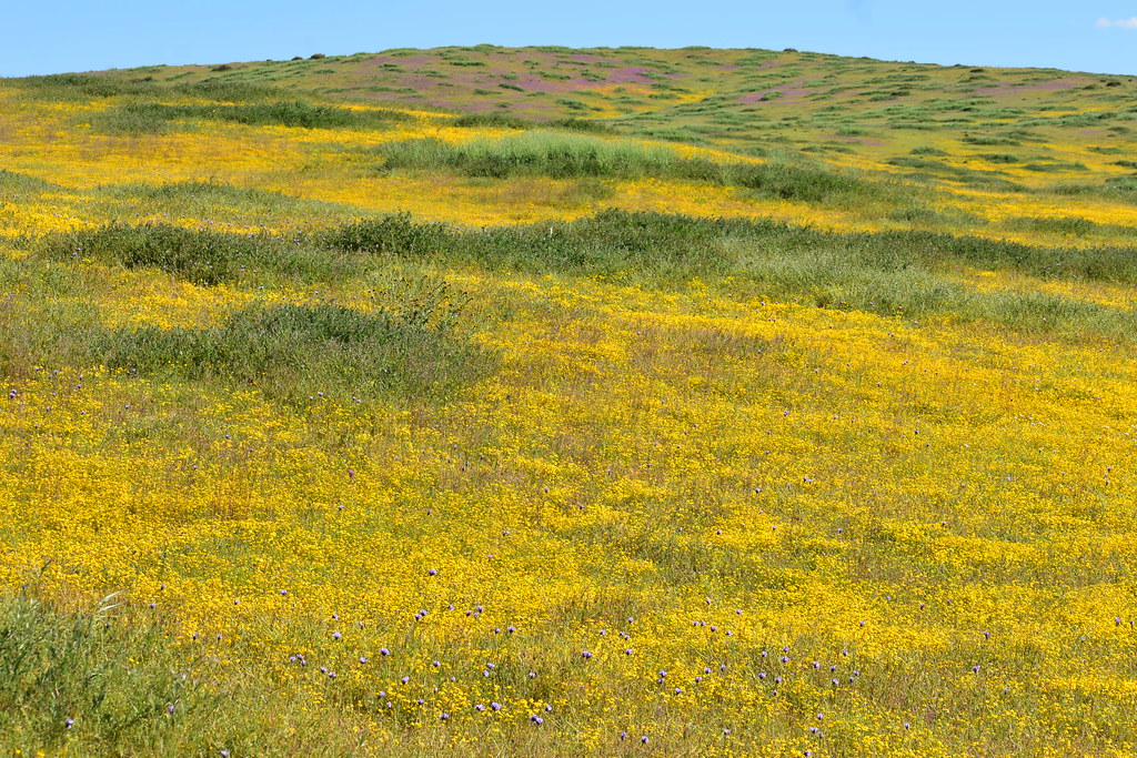 DSC_0513 Panoche Hills Tumey Hills Superbloom 230415 Fred