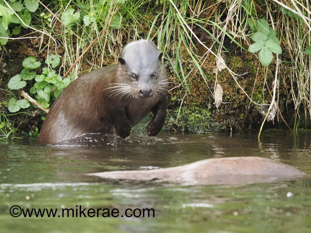Otter jump ontp otter dark river. April Suffolk Lutra lutr… Flickr