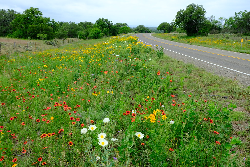 Texas Hwy 71 Wildflowers 4.20.23(1) Gene Ellison Flickr