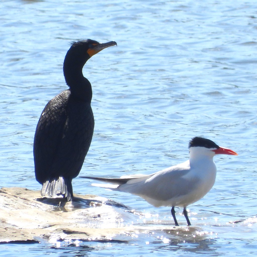 Tern+cormorant Snyder's Flats David M Prescott Flickr