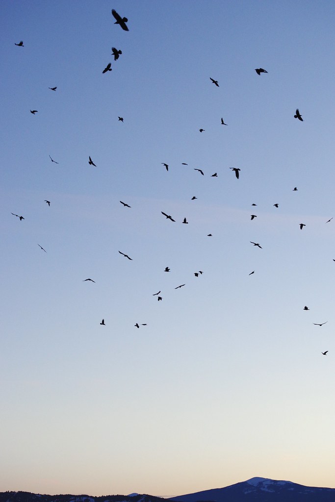 IMGP0331 Ravens at dusk, Butte, Montana. Howard W. Morris Flickr