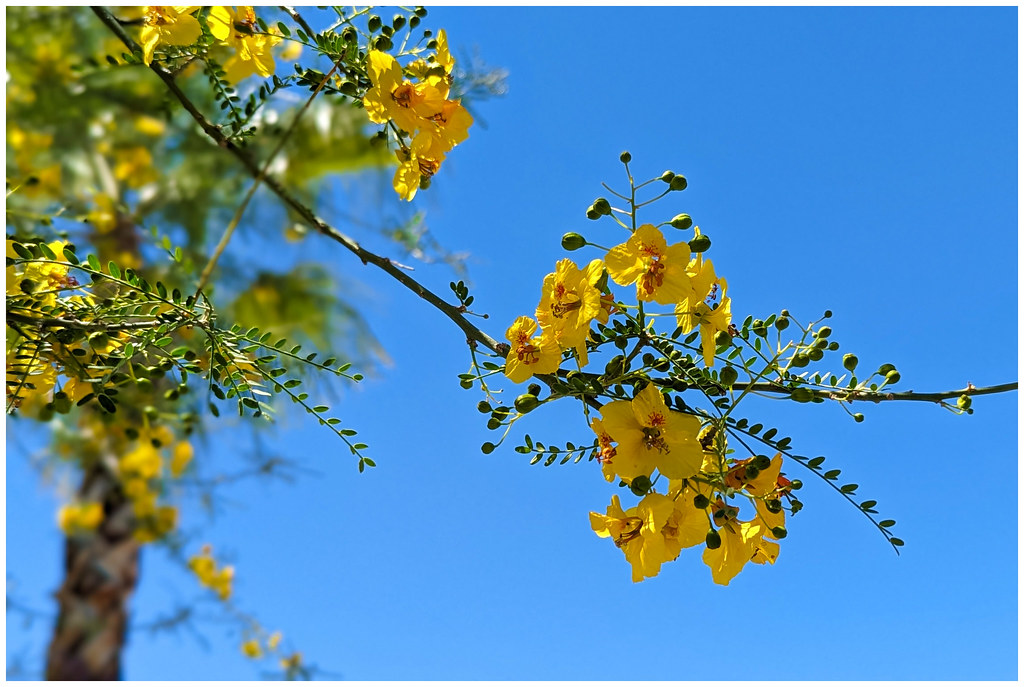 palo verde flowers J P Flickr