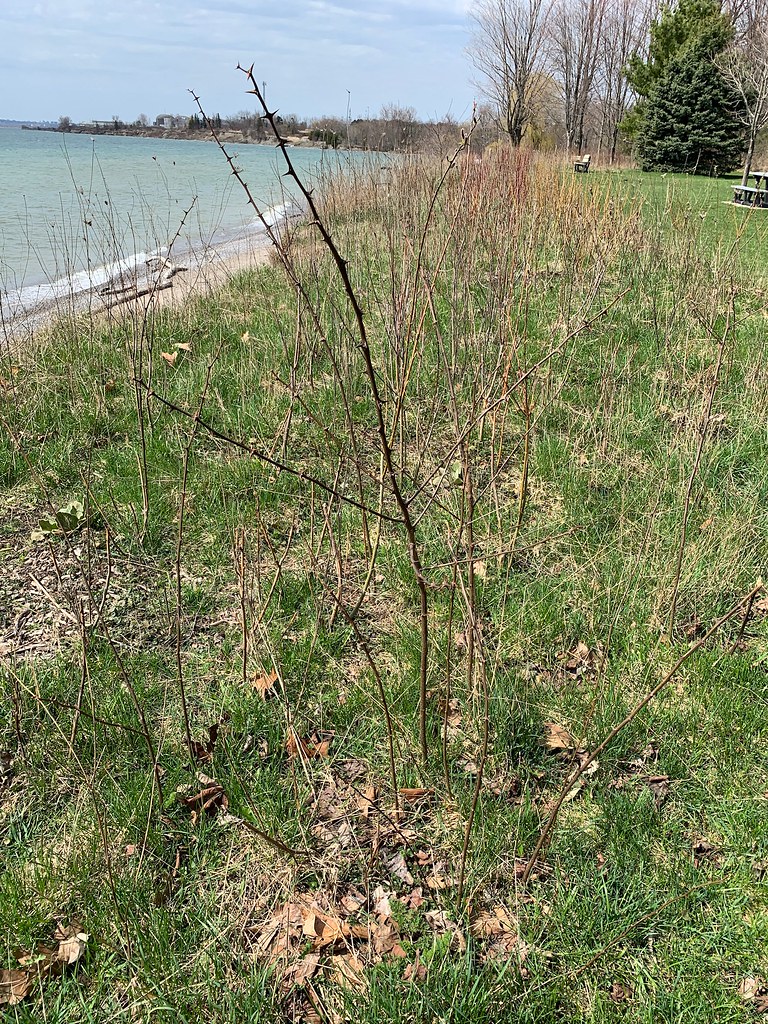 Beautiful rose thorns on the shore of Lake Ontario with a … Flickr
