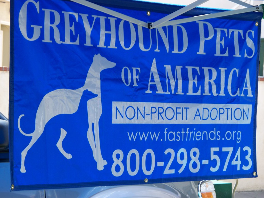 021 Greyhound Pets Of America (1) The Fun Chronicles Flickr