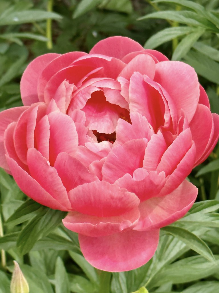 Peony near the Botanic Garden rose gardens Cathy Landry Flickr