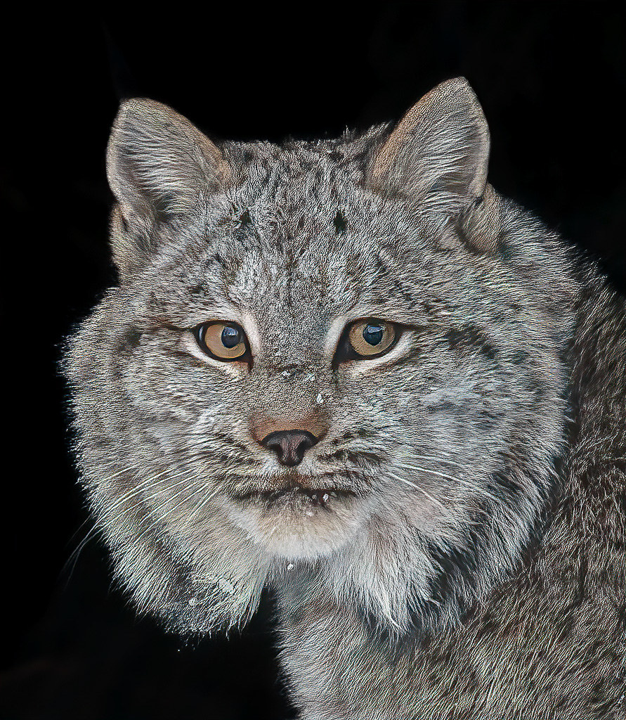 Canadian Lynx Gord Sawyer Flickr