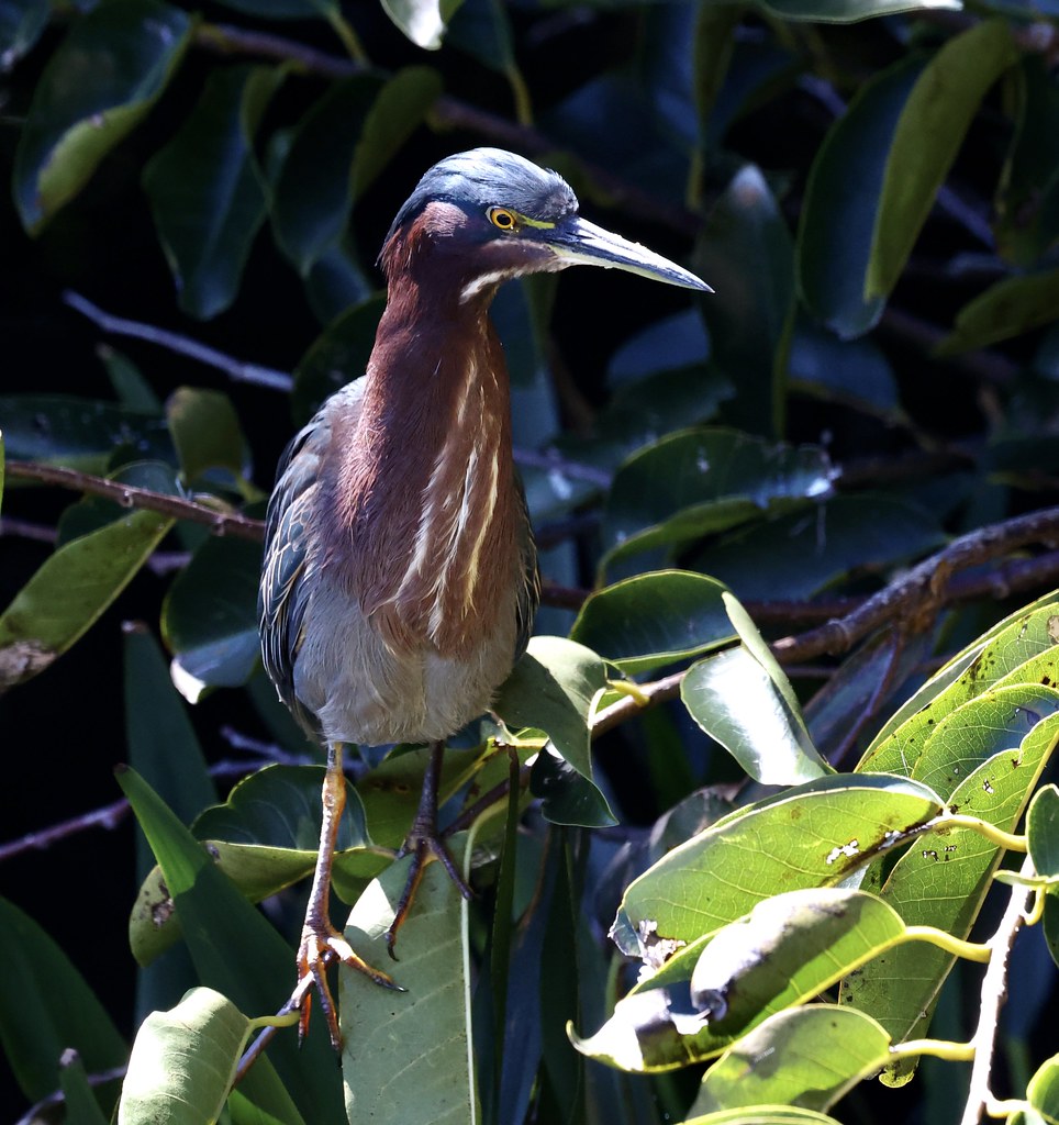 Green Heron Location Green Cay Nature Center and Wetland… Flickr