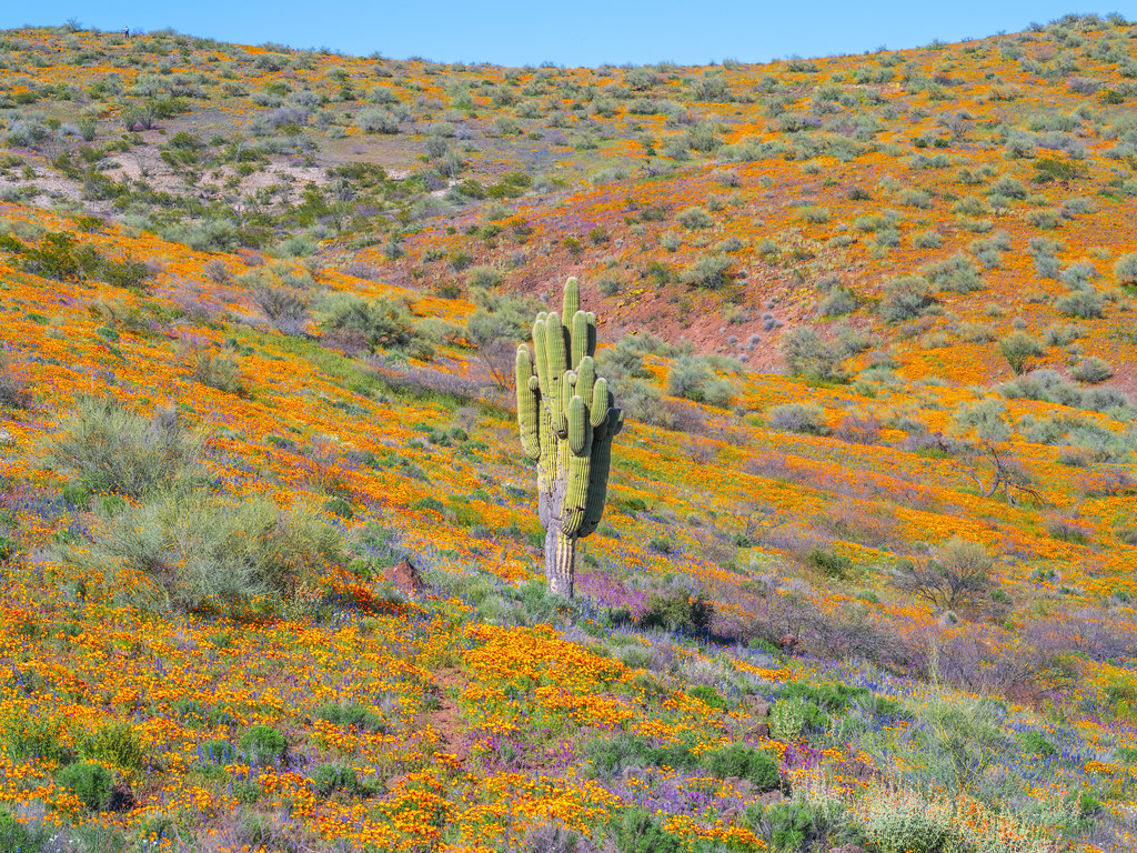 Peridot Mesa Red Orange Poppies Saguaro Cactus Arizona Desert