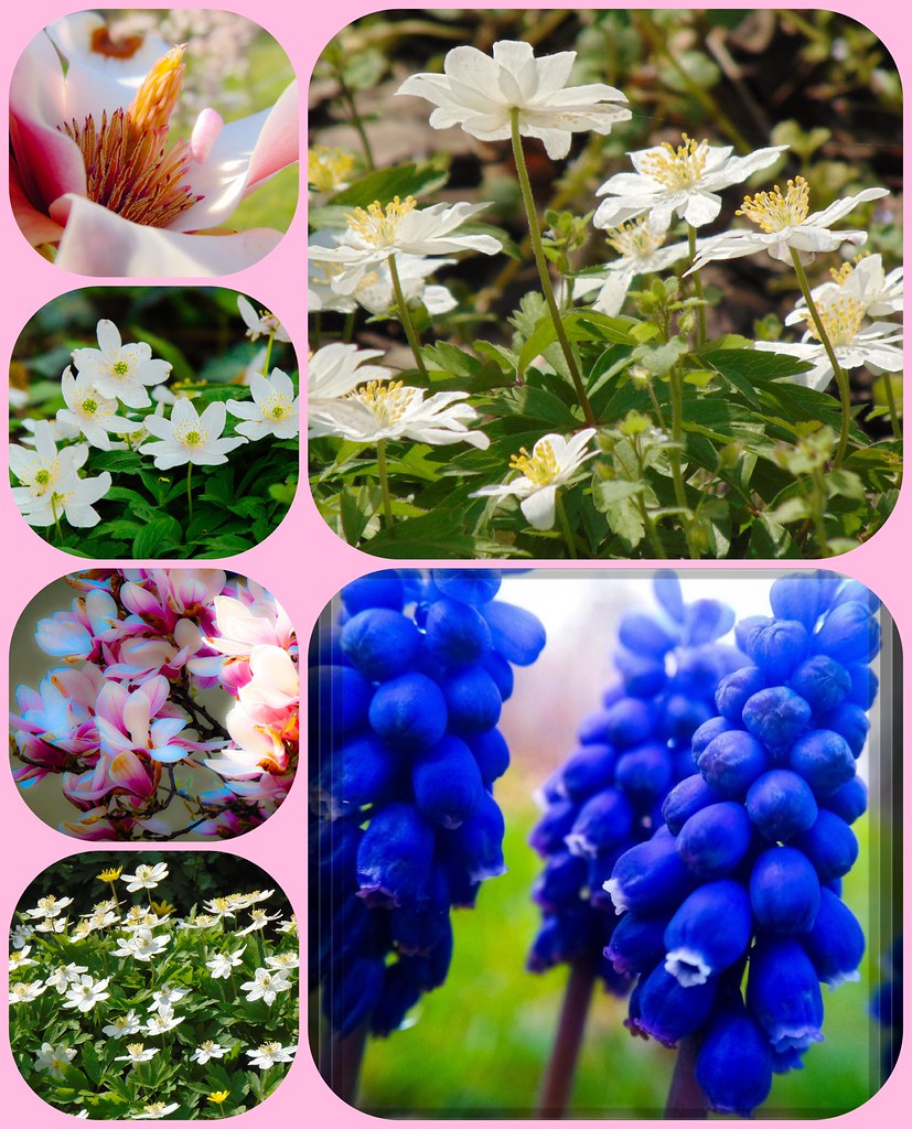 Spring flowers) April 2023 misiula27 Flickr