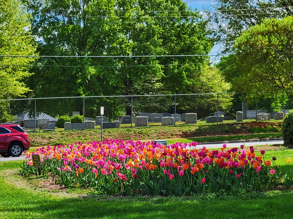 flowers in Lynchburg, Virginia at intersection of Fort Ave… Flickr