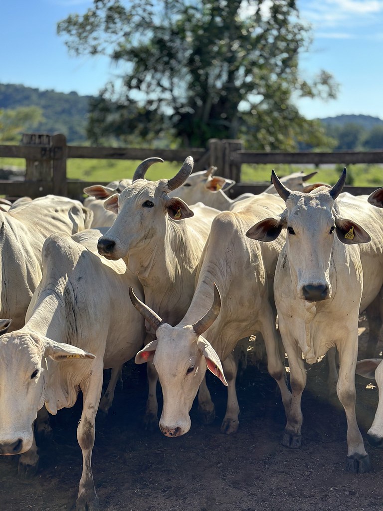 Cattle Brazil Hardt Flickr