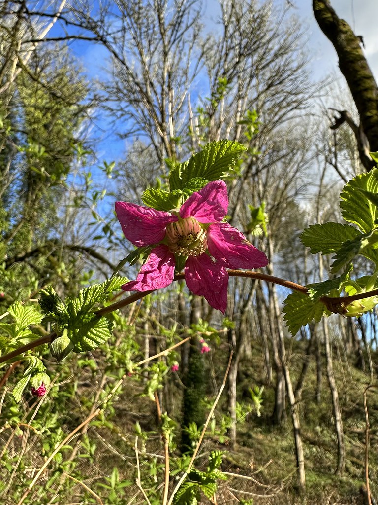 Salmonberry flower King county, WA PaintedBunting123 Flickr