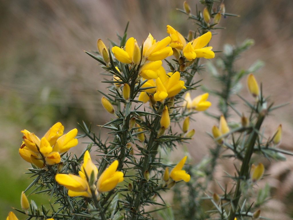P4220025 Gorse flowers Leith Hill Surrey. Unblinker Flickr