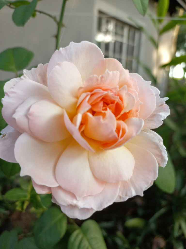 "Rose is a rose is a rose is a rose." Gertrude Stein Flickr