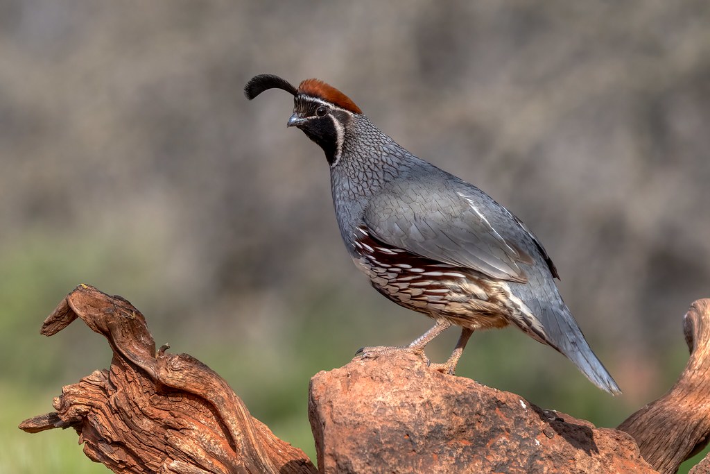Gamble's Quail male "Basic terms A group of quail is a … Flickr