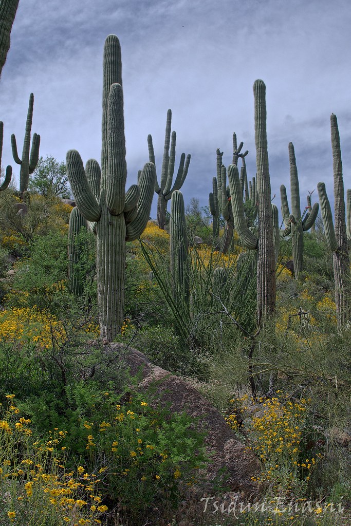 Spring After a Wet Winter Sycamore creek, Arizona Flickr
