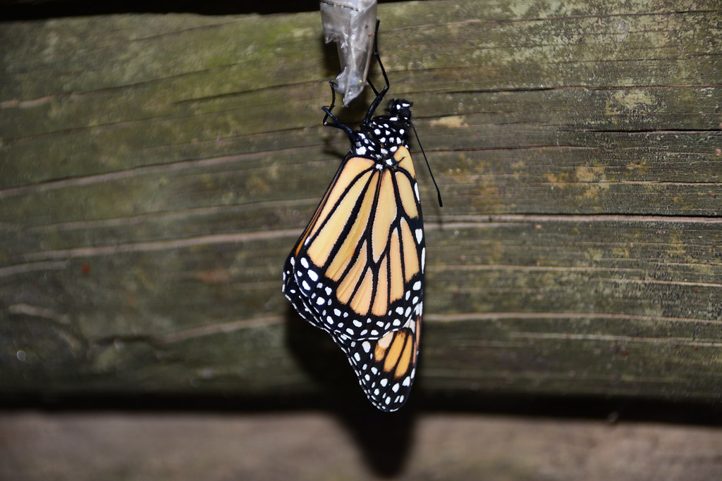 Monarch Butterfly Lucky number 7 Susan Pride Flickr