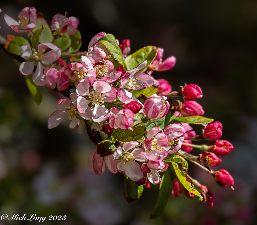 APPLE BLOSSOM TIME Taken on a visit to Chichester Marina W… Flickr