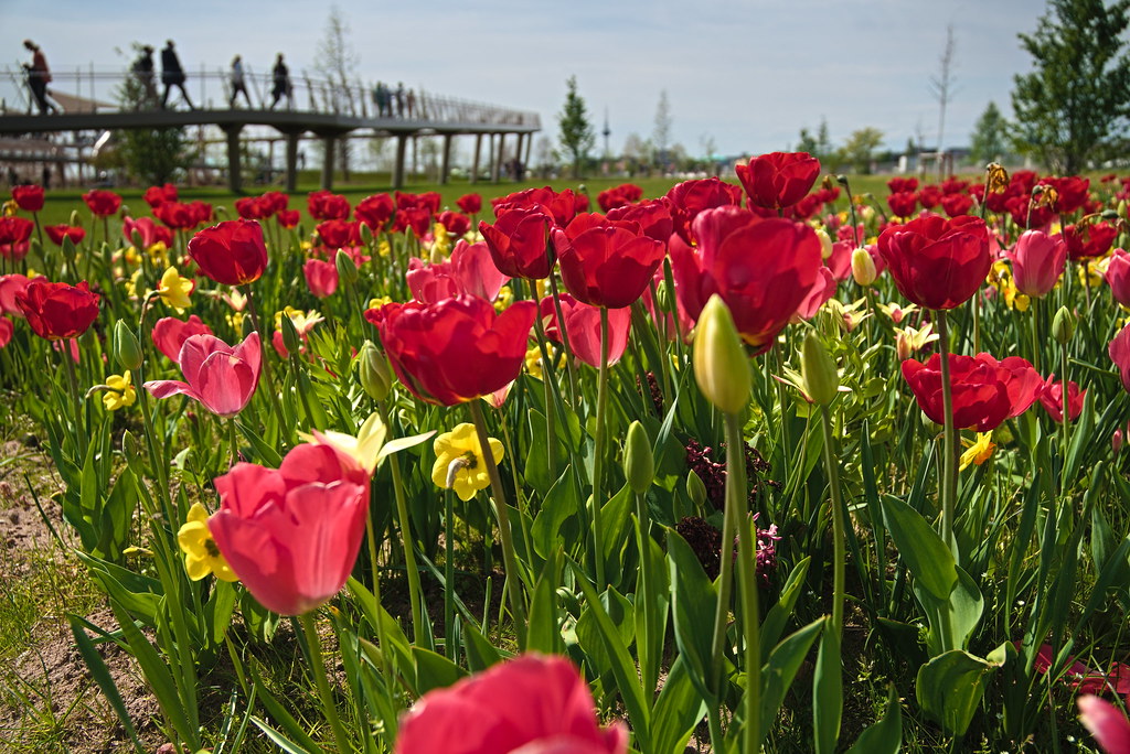 Buga23 Flower plantation in front of visitors on a bridg… Flickr
