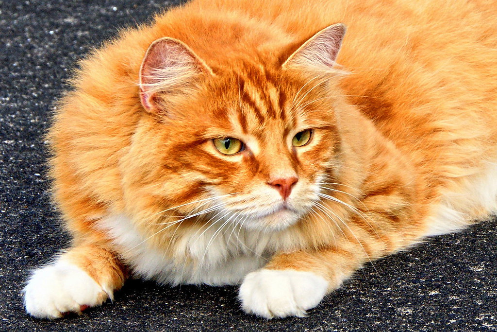 Maine Coon Cat At Auckland , New Zealand. Stephen Satherley Flickr