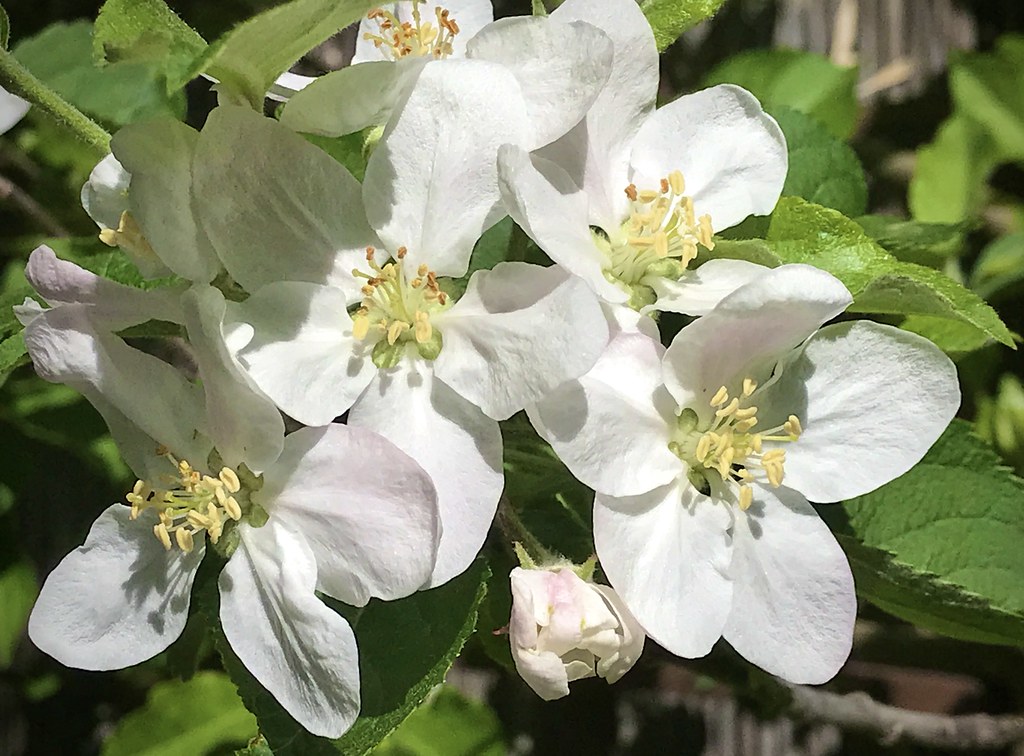 Apple Blossom Time outdoorPDK Flickr