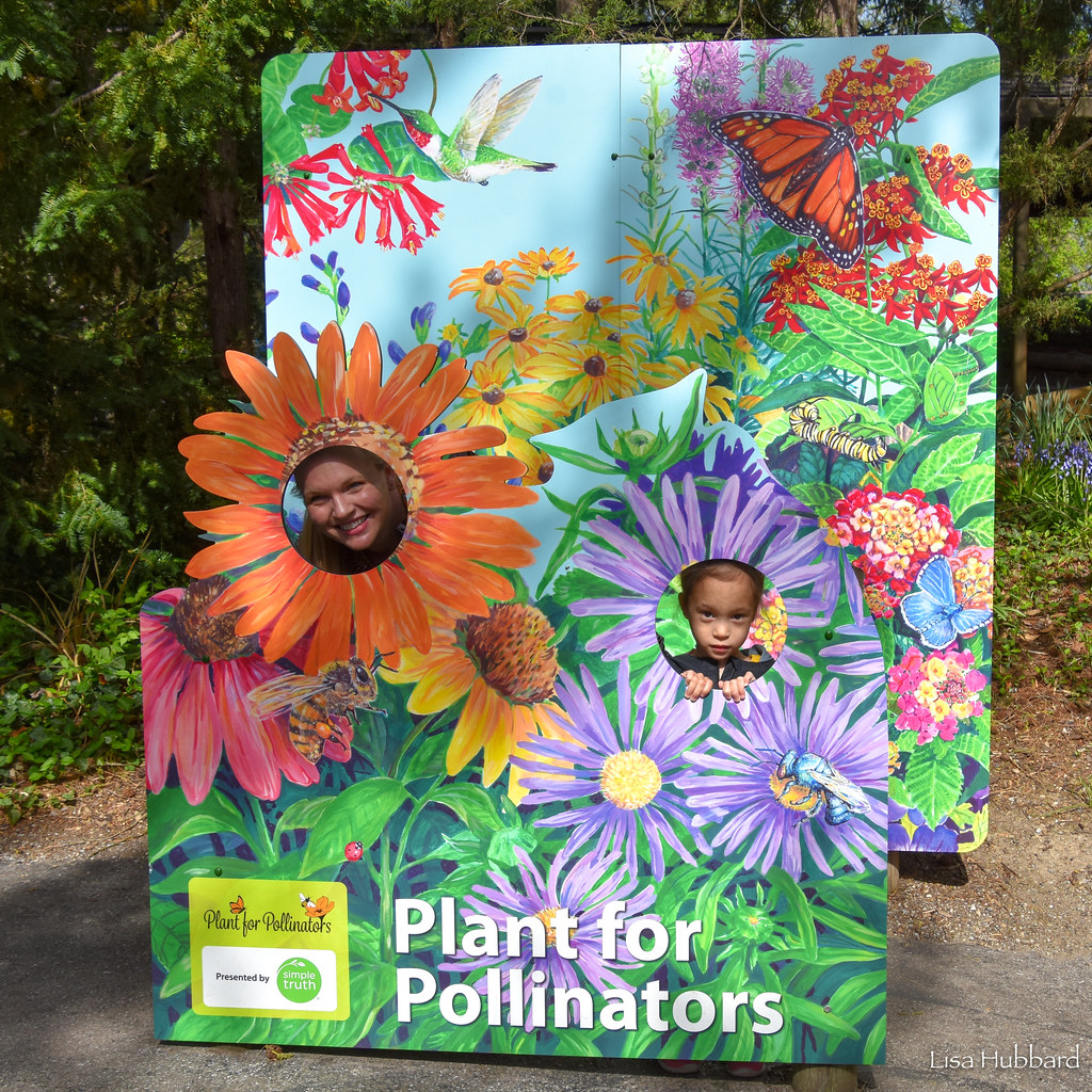 DSC_8216.jpg Lisa Hubbard Flickr