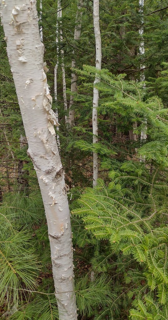 Birch tree White bark. IMG_20230422_102558523_HDR2 Flickr