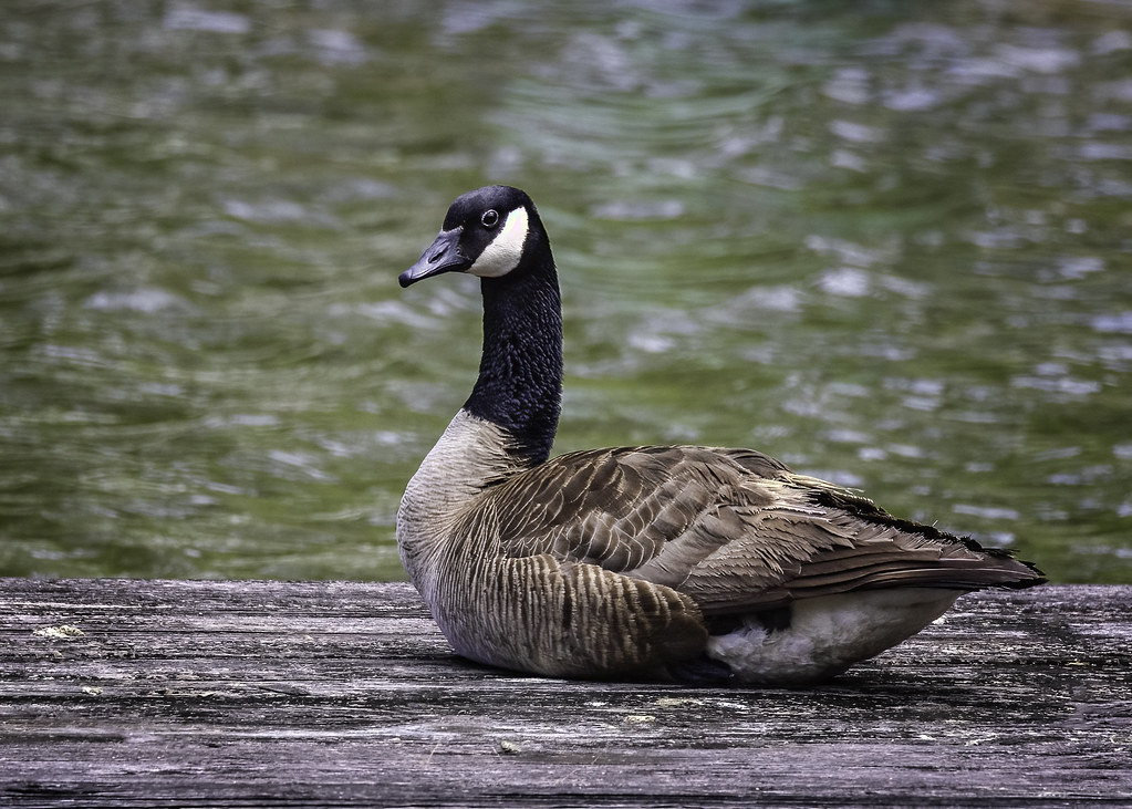 GooseCanadaMS423 April 24, 2023 Canada goose, Mississippi… Kay