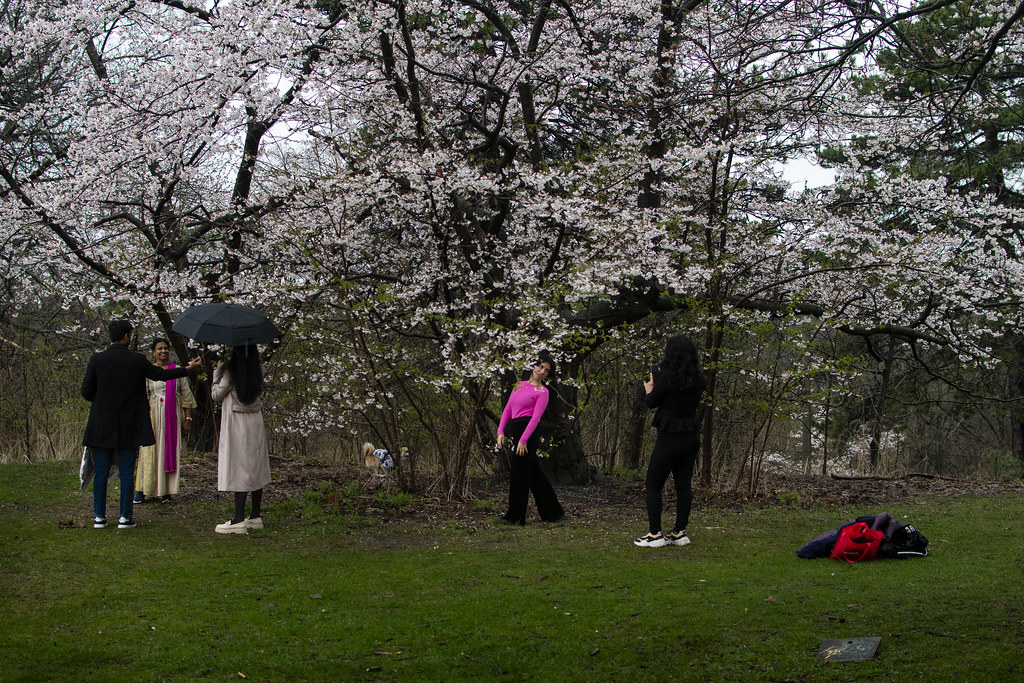 untitled6767 Tom Fournier Park Flickr