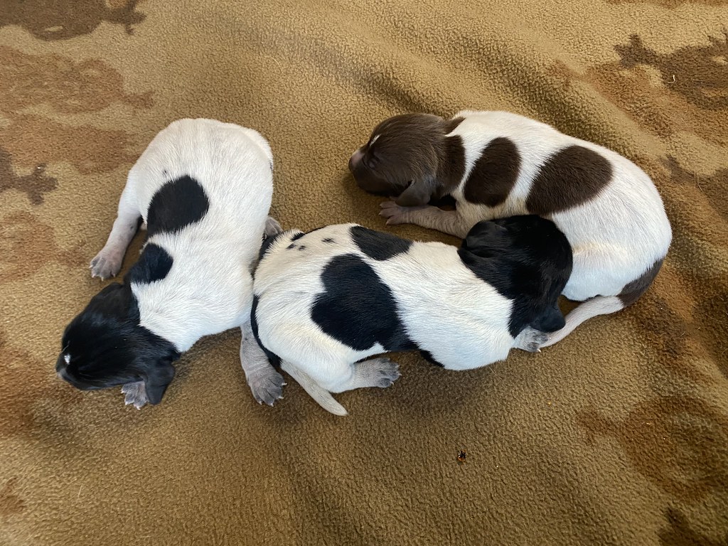 Males Maebe x Bob Willow Creek Kennels Flickr