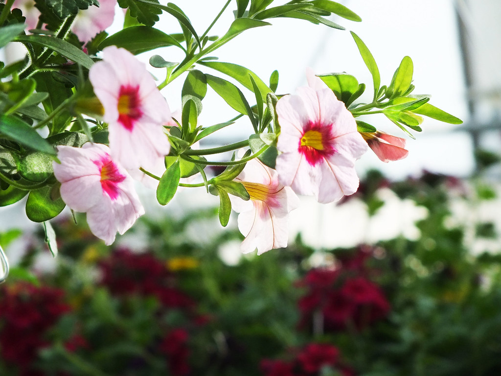 pink hanging flowers Braydon Young photo2 Flickr