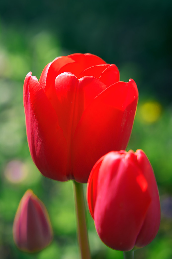 Tulips Kis Photography Flickr