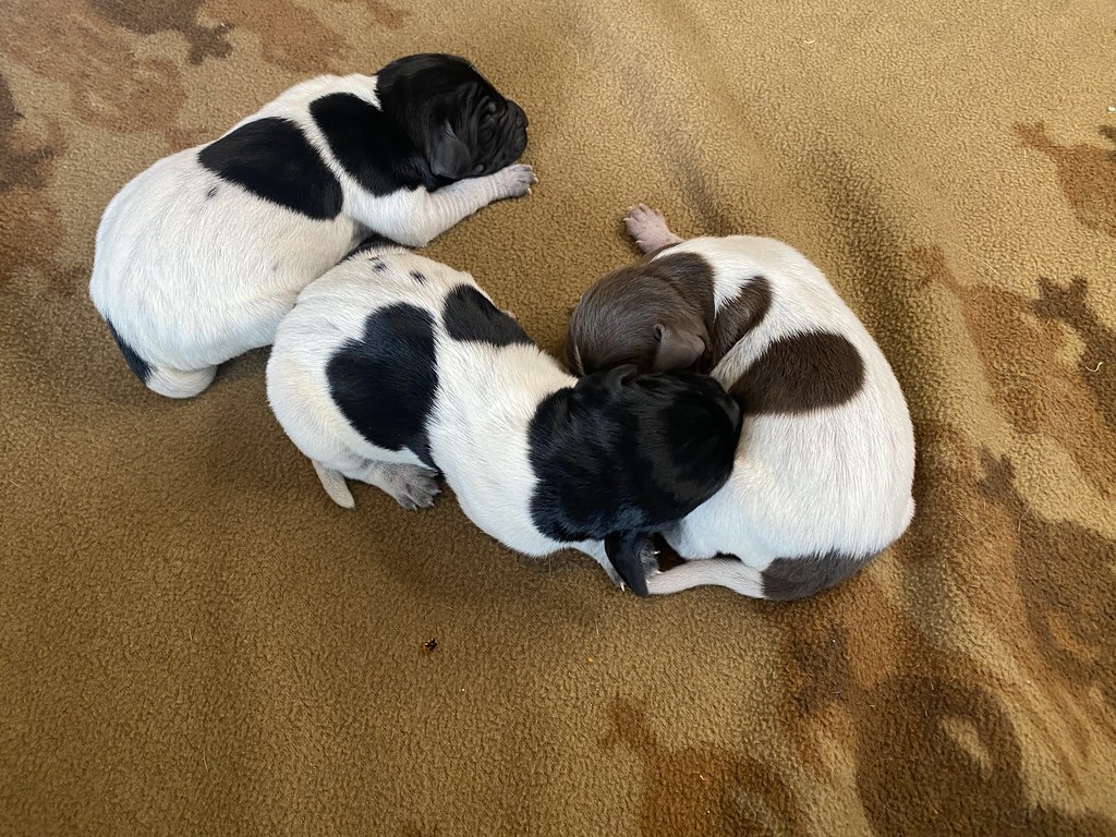 Males Maebe x Bob Willow Creek Kennels Flickr