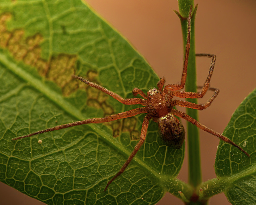 Metallic crab spider (Philodromus marxi) Trey Wardlaw Flickr