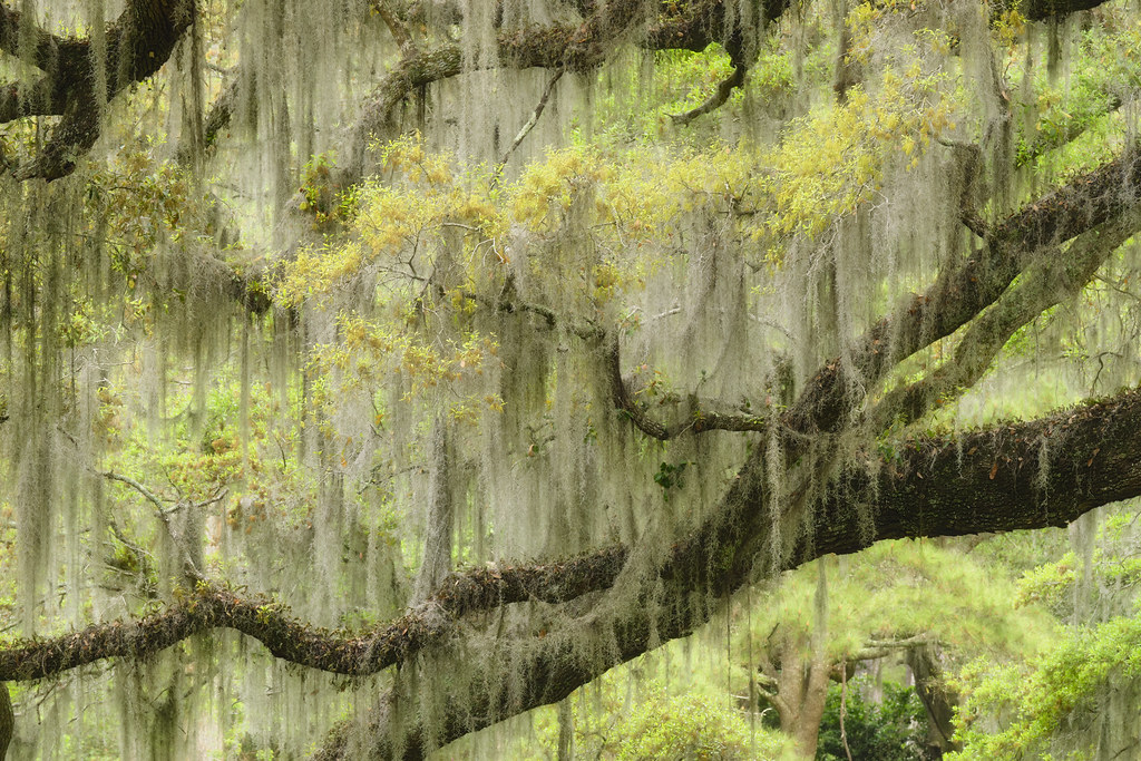 Live Oak & Spanish Moss, Magnolia Plantation Charleston, S… Flickr