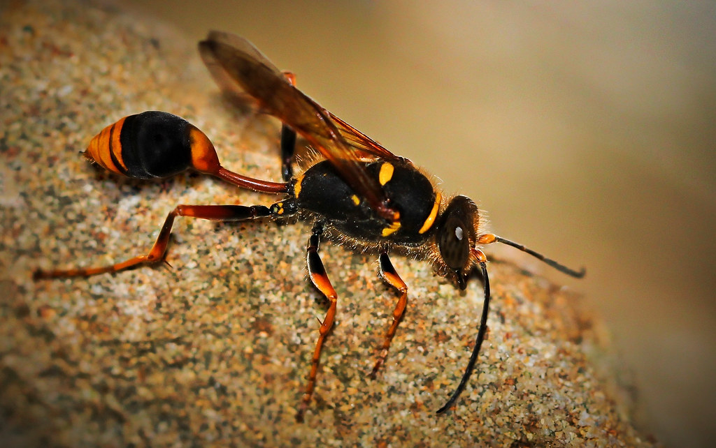 Australian vasecell muddauber wasp Family Sphecidae are … Flickr