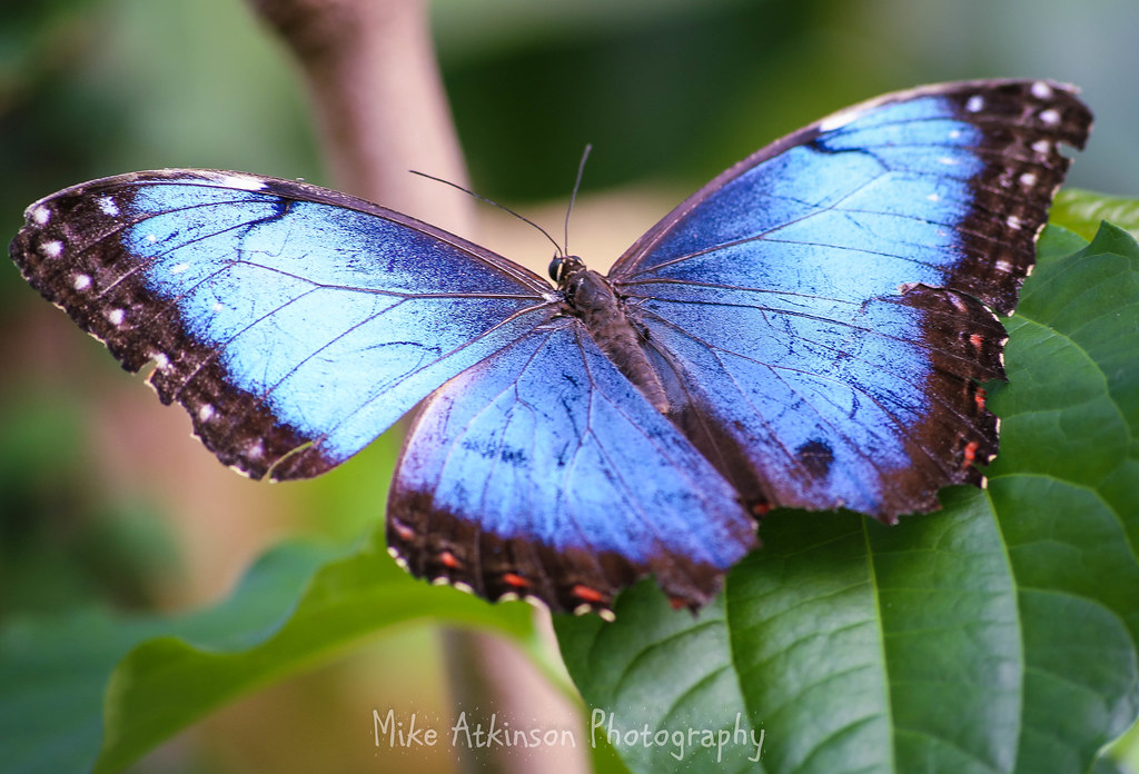 Emperor Butterfly (5). Taken at Butterfly World, Preston P… Flickr