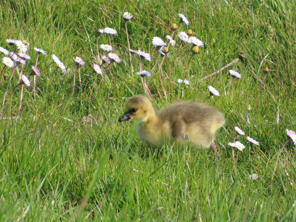 Oostburg Door Ria Mes, Oostburg Jong gansje Omroep Zeeland Flickr