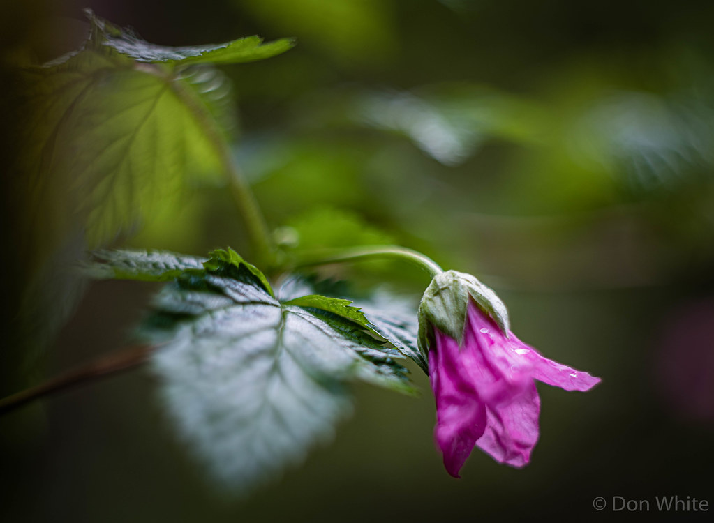 Salmon Berry Blossom Don White (Burnaby) Flickr