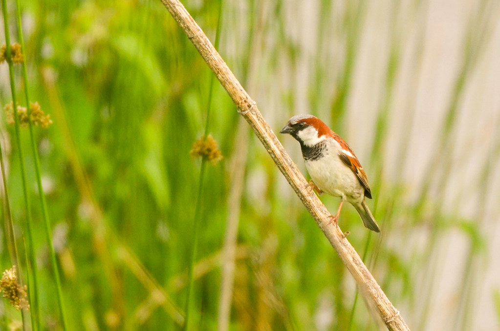 House Sparrow House Sparrow in the early evening Sun. Oyst… Flickr