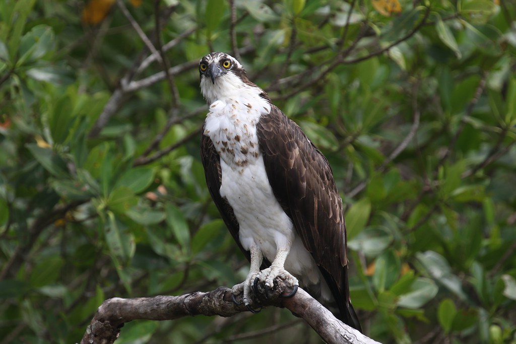 Osprey Gregory Gordon Flickr