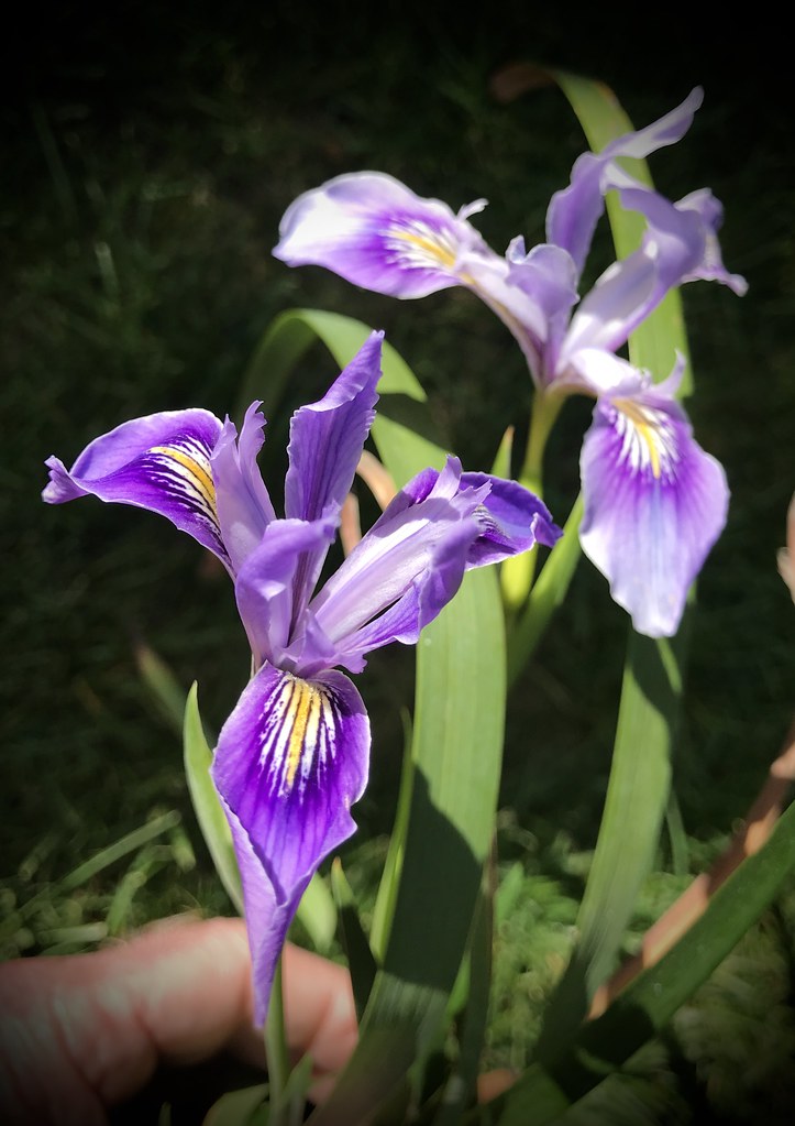 A New Native Iris outdoorPDK Flickr